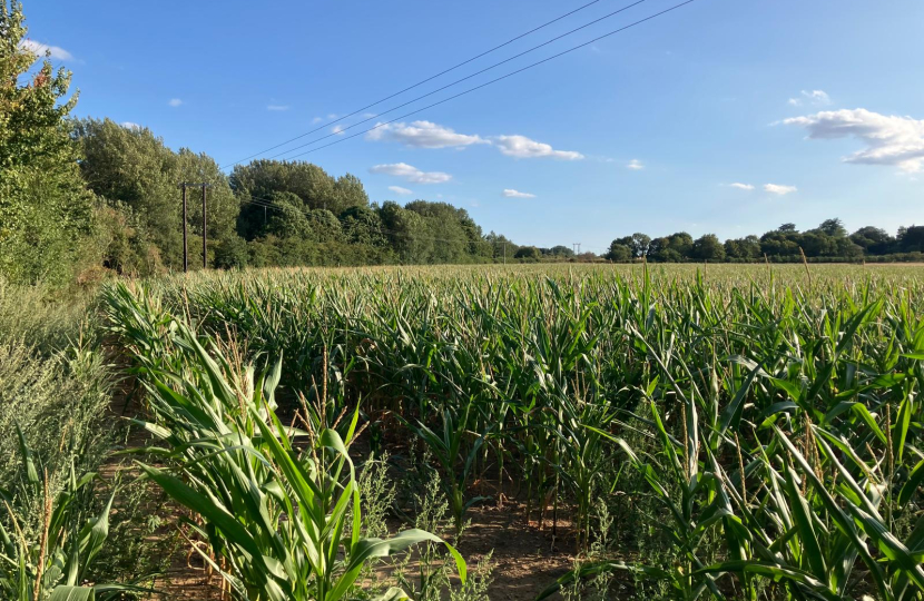 Protect Wokingham's Green Belt and Green Fields