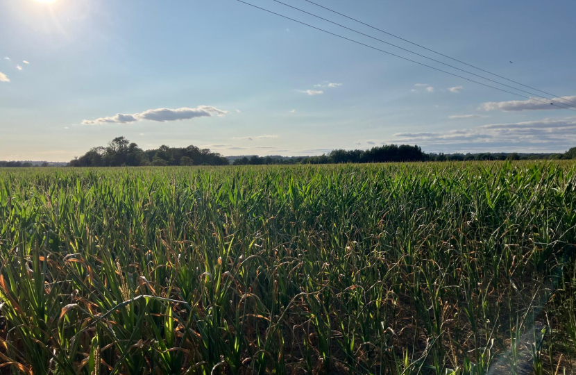 Protect Wokingham's Green Belt and Green Fields