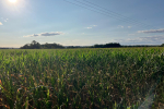 Oppose unnecessary development on Green Belt land across the borough.