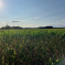 Oppose unnecessary development on Green Belt land across the borough.