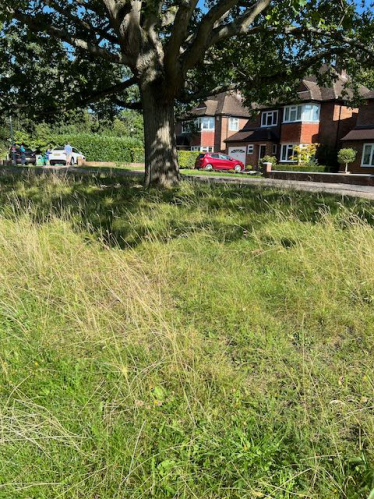 unmown grass in Wokingham