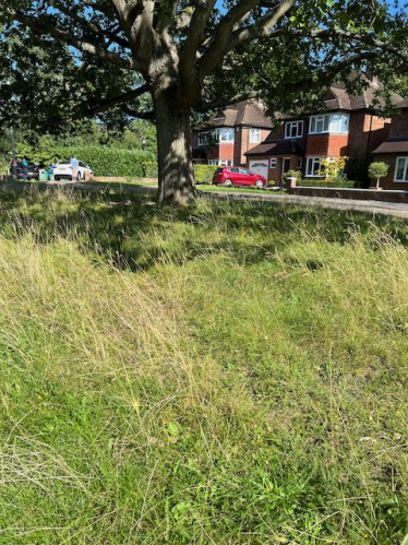 unmown grass in Wokingham