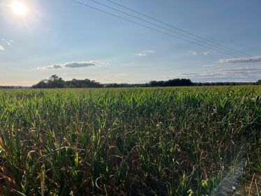 Protect Wokingham's Green Belt and Green Fields